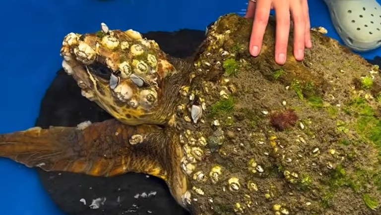 92 Days Removing Barnacles Turtle