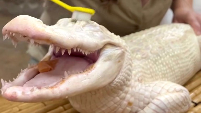 Albino Alligator Scrubby Bath