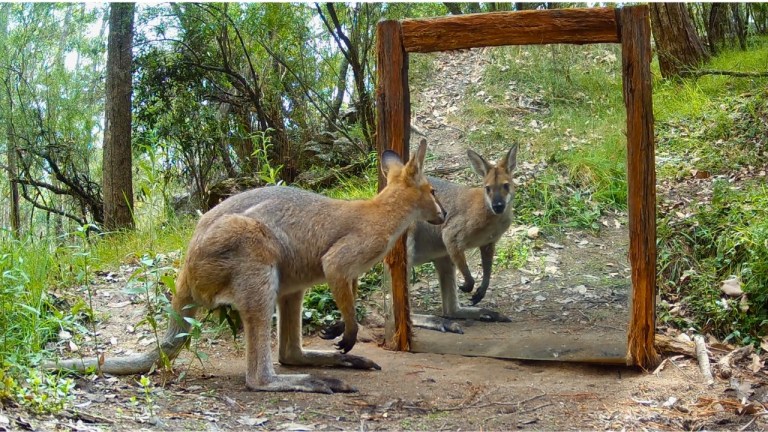 Australian Wildlife Mirror Reflection