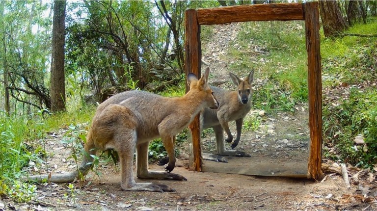 Australian Wildlife Mirror