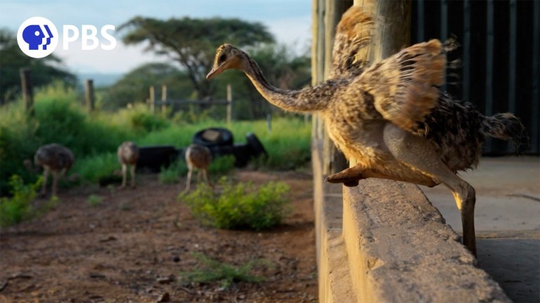 Baby Ostrich Learns to Walk