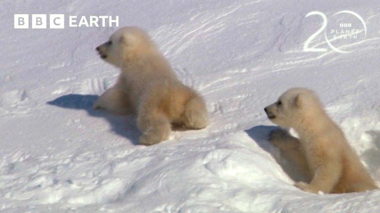 Baby Polar Bear Cubs First Steps