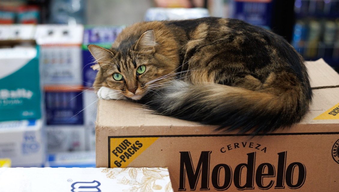 ‘Bodega Cats of New York’ – A Book About NYC’s Beloved Felines and the Fight to Make Them Legal