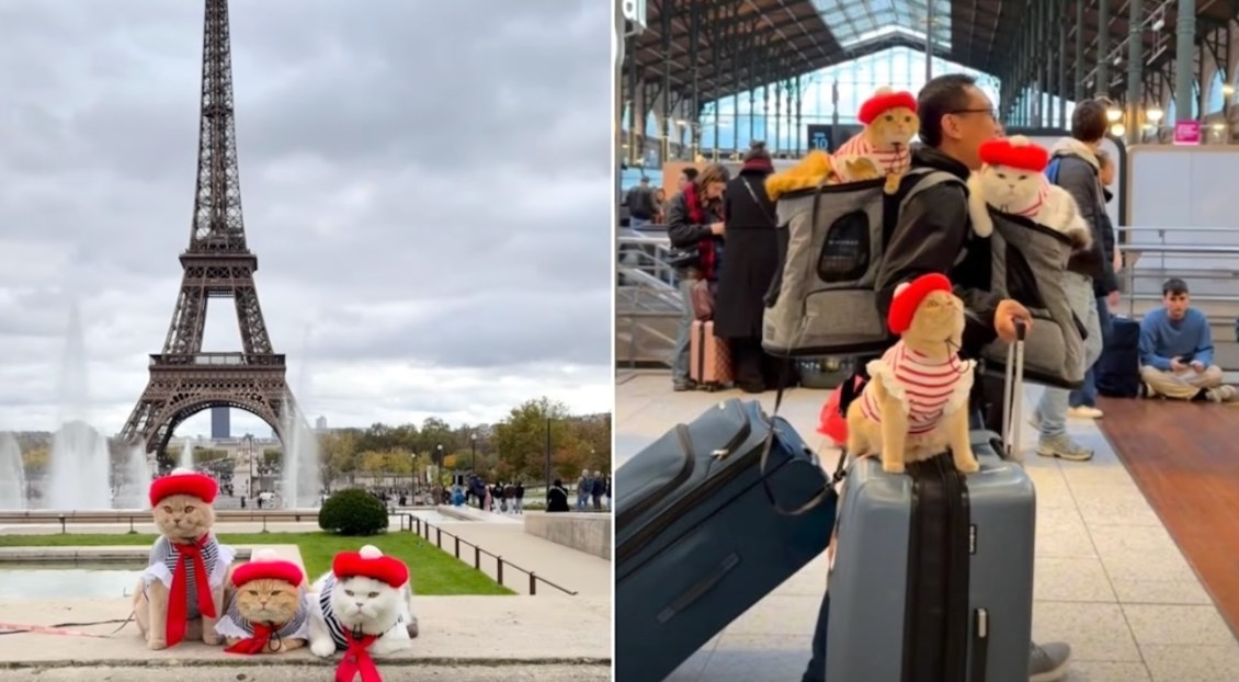 A Trio of Adorable New York City Cats Travel the World in Their Finest Attire