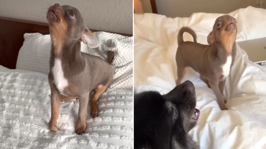 Shy Chihuahua Learns to Howl In Order to Become Friends With His Husky Brother