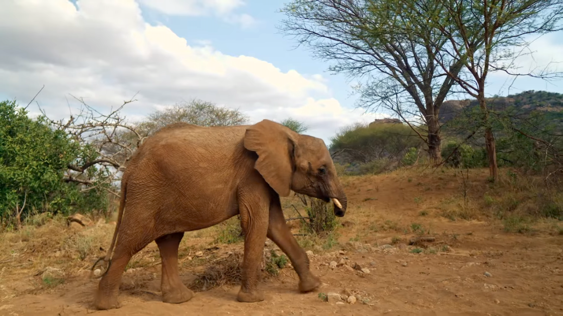 Resilient Young Elephant Thrives Under the Care of a Dedicated Keeper After Losing His Trunk