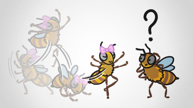 Honey Bee Ignores Waggle Dance