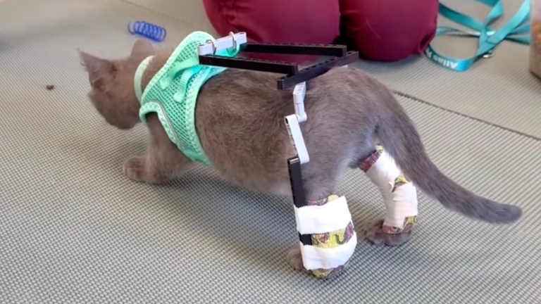Kitten LEGO Exoskeleton