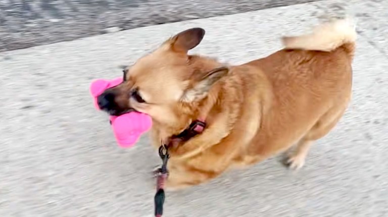 Little Dog Daily New Bone