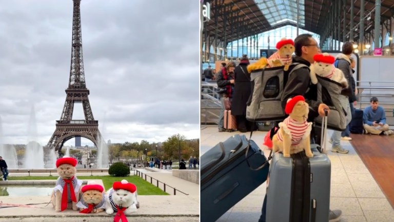 NYC Cats Travel World