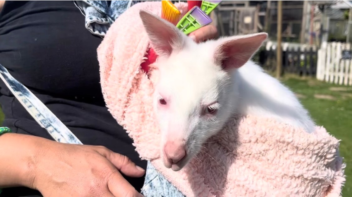 Compassionate Animal Expert Carries Orphaned Baby Wallaby in a Denim Pouch for a Year