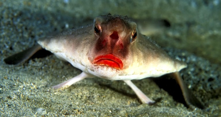 Red-Lipped Batfish