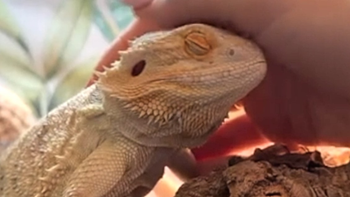 Bearded Dragon Once Left for Dead Now Loves Being Pet Like a Dog by Her Dedicated Human