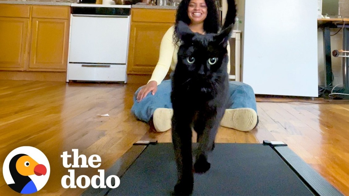 Chatty Black Cat Lets His Human Know When He Wants to Walk on the Treadmill