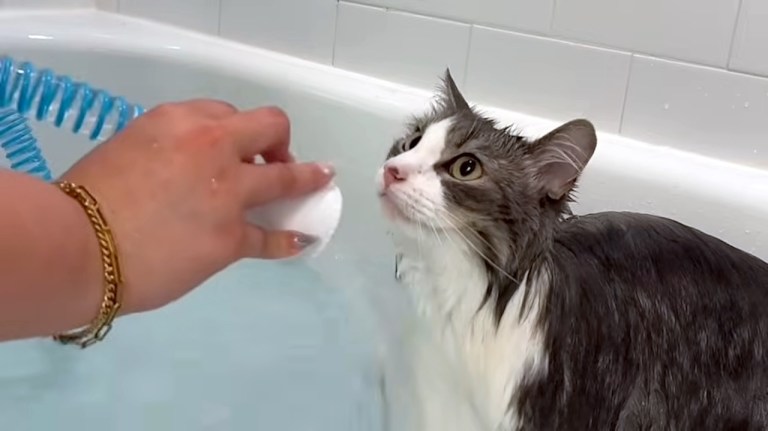 Water Loving Cat Bath