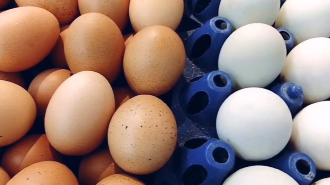 The Difference Between White and Brown Eggs