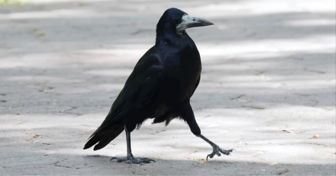 Why Some Birds Walk While Others Hop