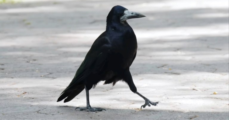 Why Birds Hop or Walk