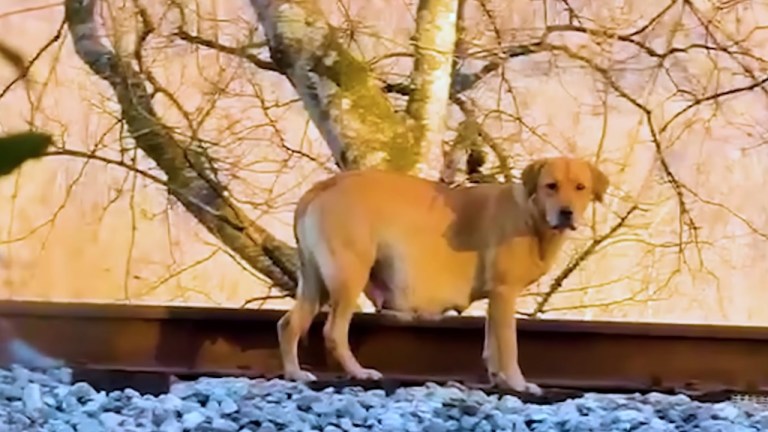 Woman Rescues Dumped Dogs