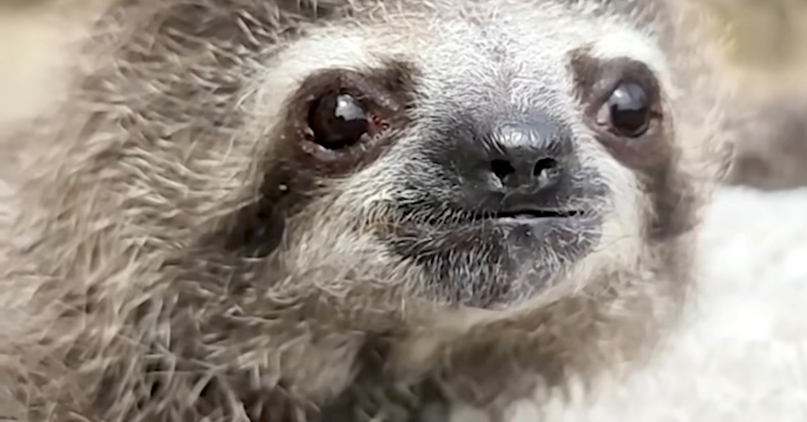 Orphaned Baby Sloth Thrives in the Care of Devoted Rescuers