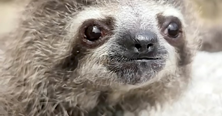Baby Sloth Gets Stronger