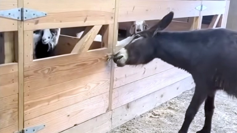 Blind Donkey Opens Gate Goat