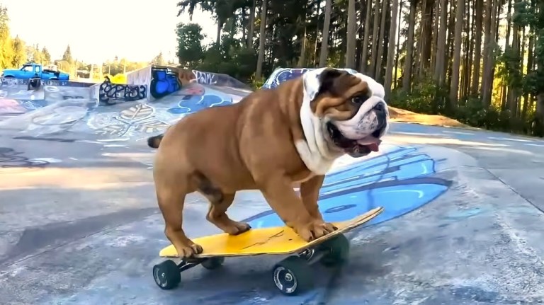 Bulldog Skateboarding