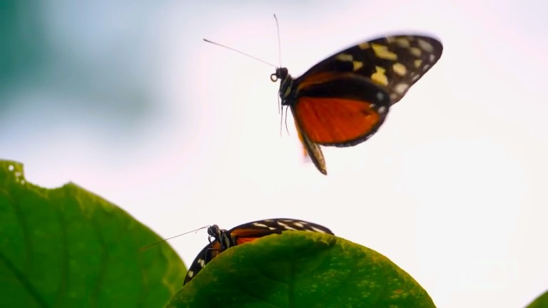 Butterfly Effect Chaos Theory