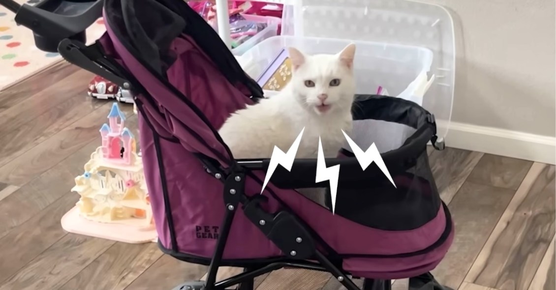 Bossy Cat Loudly Meows at Her Human to Demand Daily Outdoor Stroller Rides