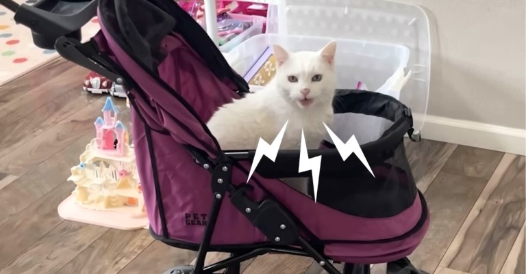 Cat Demands Daily Stroller Rides