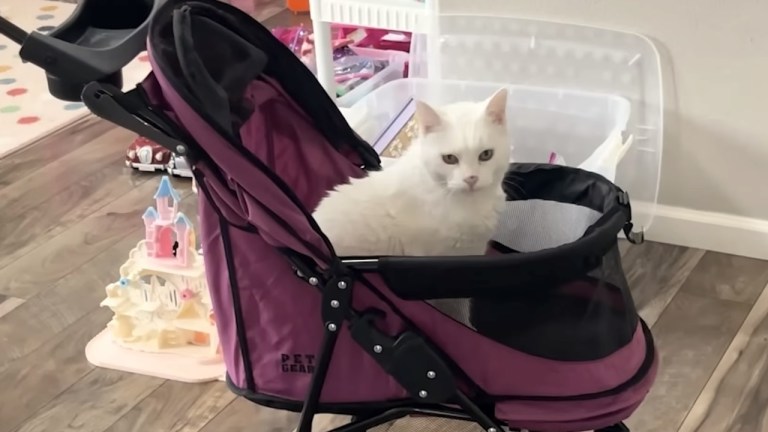 Cat Demands Stroller Rides