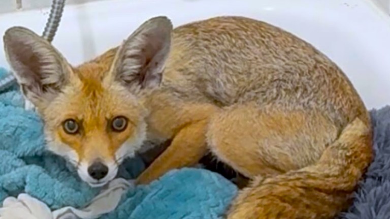 Construction Site Fox Rescue
