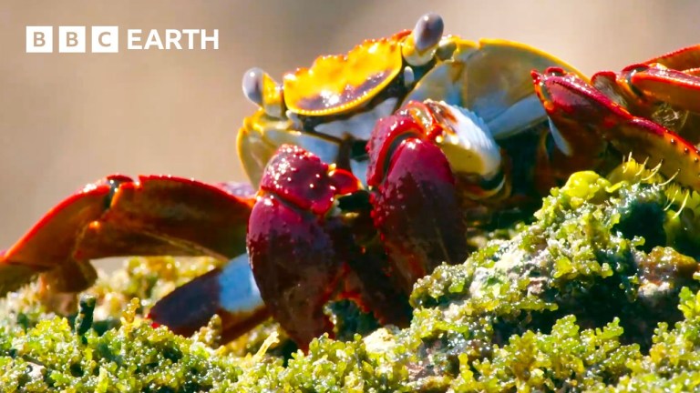 David Attenbororough Extraordinary Nature
