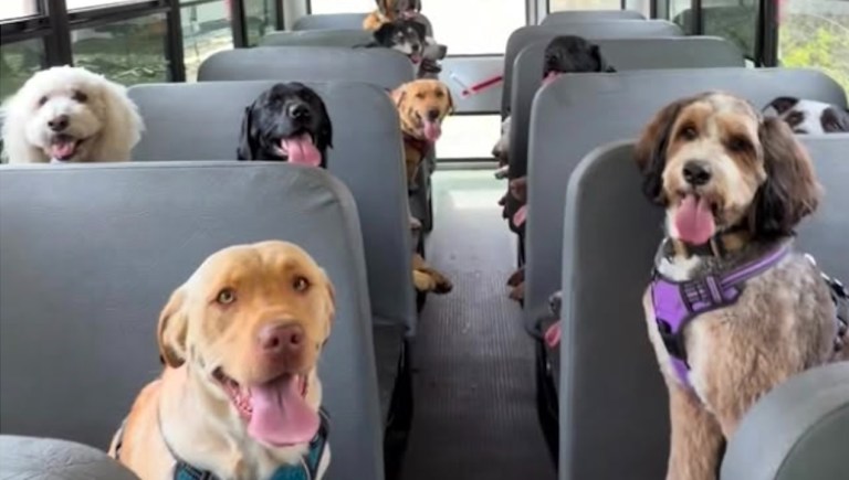 Doggy Daycare School Bus