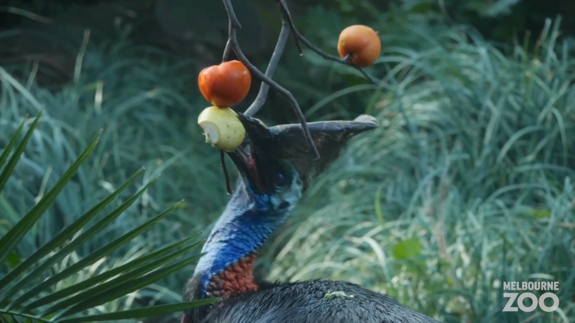 How Zookeepers Feed the Flightless Cassowary at the Melbourne Zoo