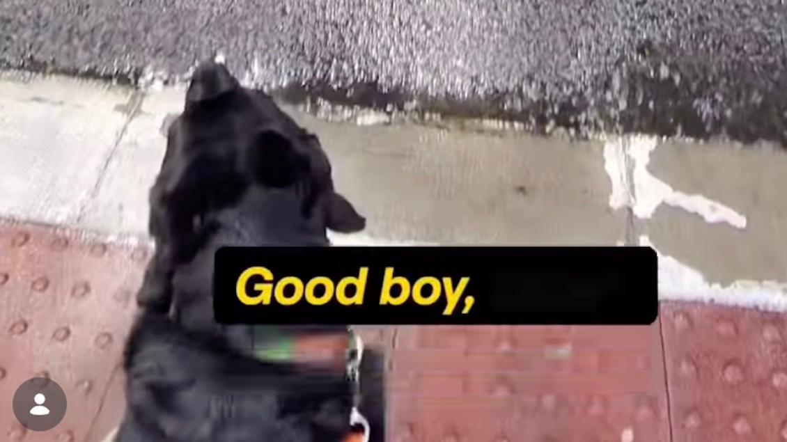 Guide Dog Refuses to Let Blind Handler Cross the Street Due to Blocked Crosswalk