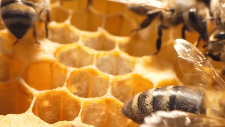 Honeybee Hexagon Hives