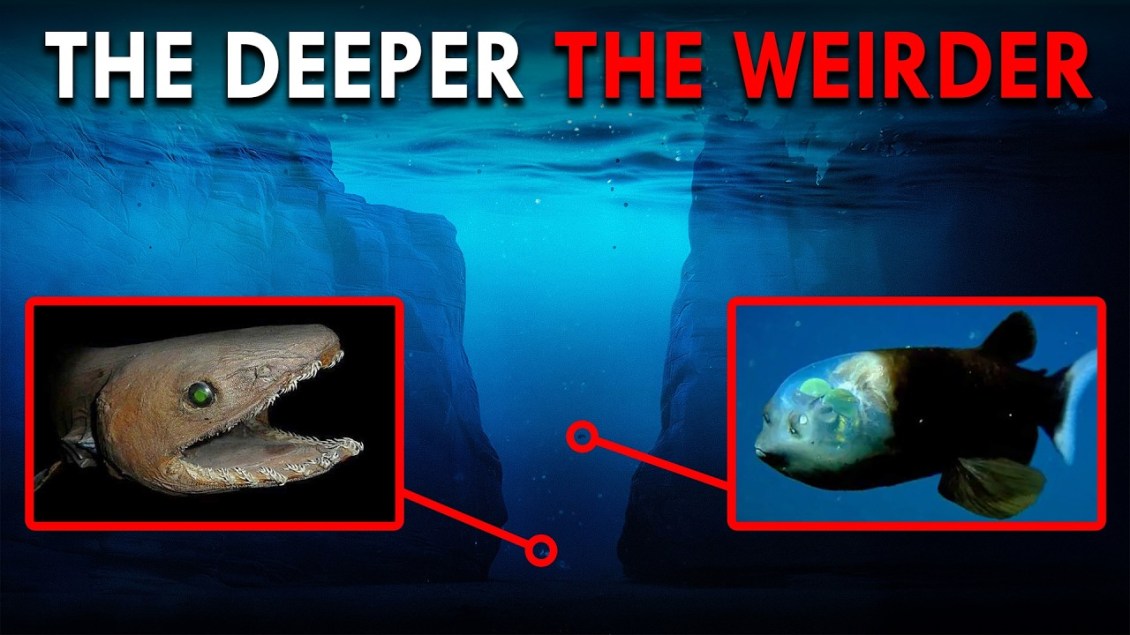 The Strange Sea Creatures Living Deep Within the Mariana Trench’s Five Layers