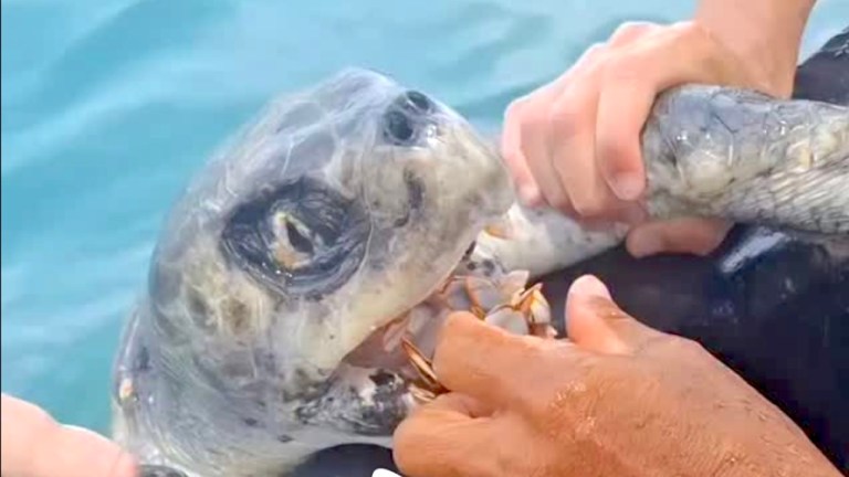 Removing Barnacles Sea Turtle Mouth