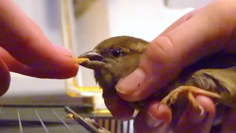 Rescuing Sparrow