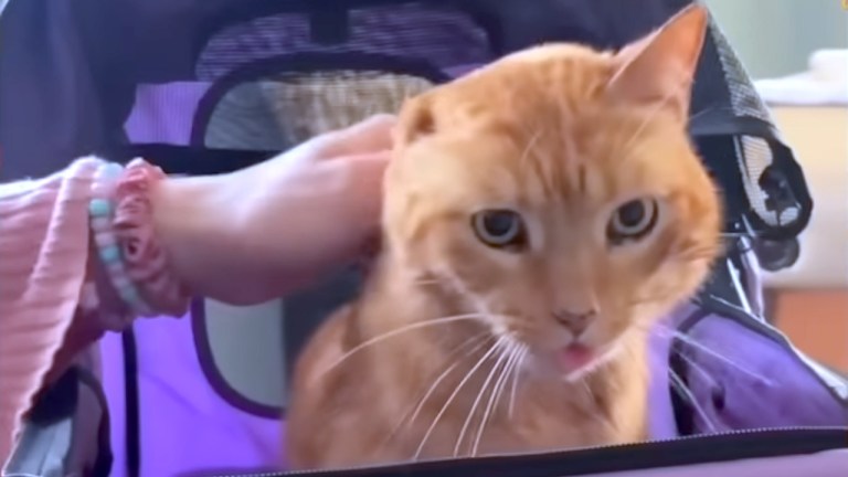 Senior Stray Cat Final Days