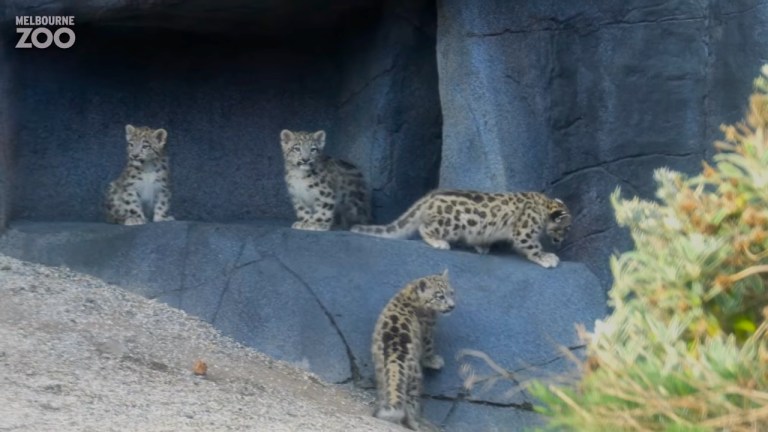 Snow Leopard Cubs Go Out