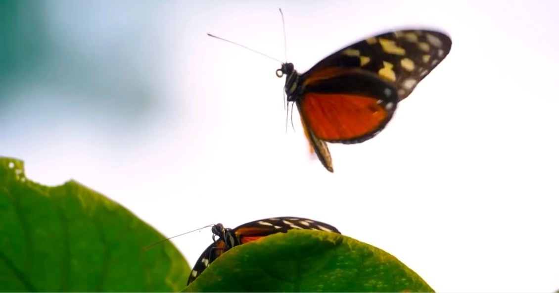 The Butterfly Effect Explained