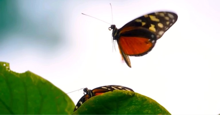 The Butterfly Effect