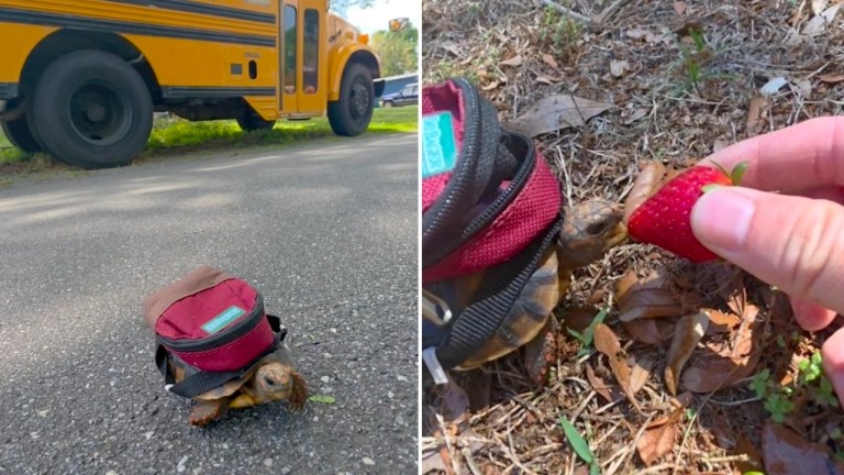 Tortoise Wears Tiny Backpack