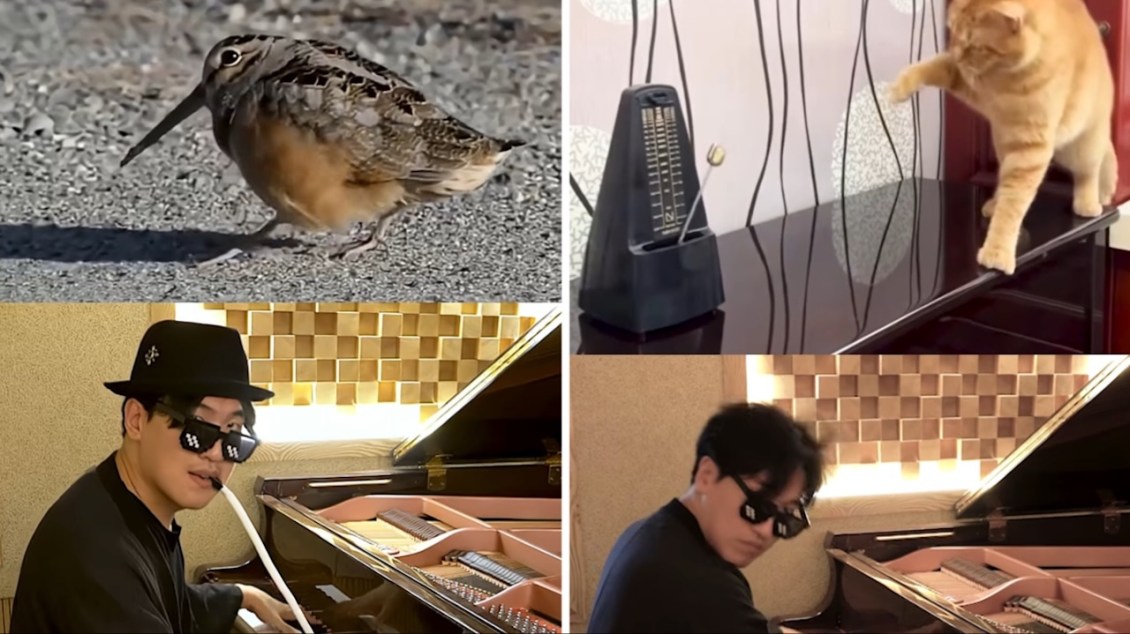 Pianist Adds Expressive Soundtracks to Animal Videos