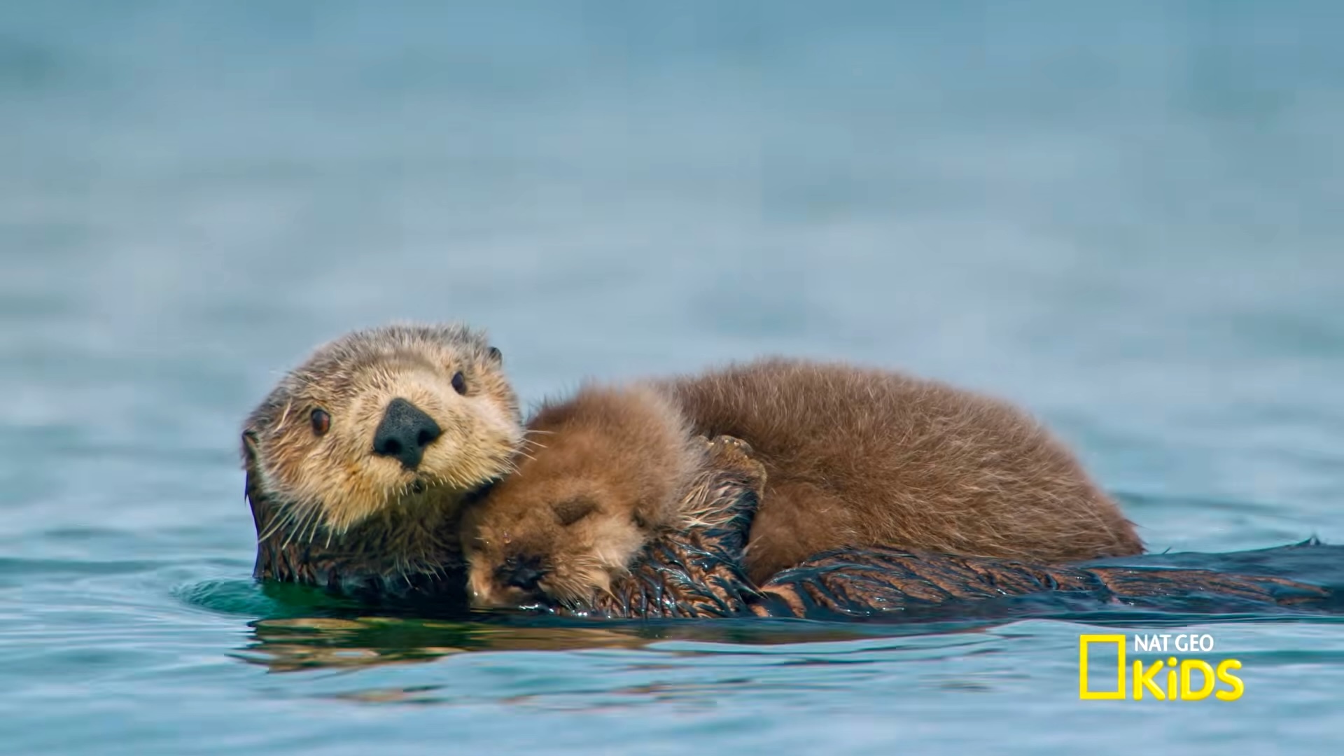 A Playful Compilation of Baby Animals in National Parks