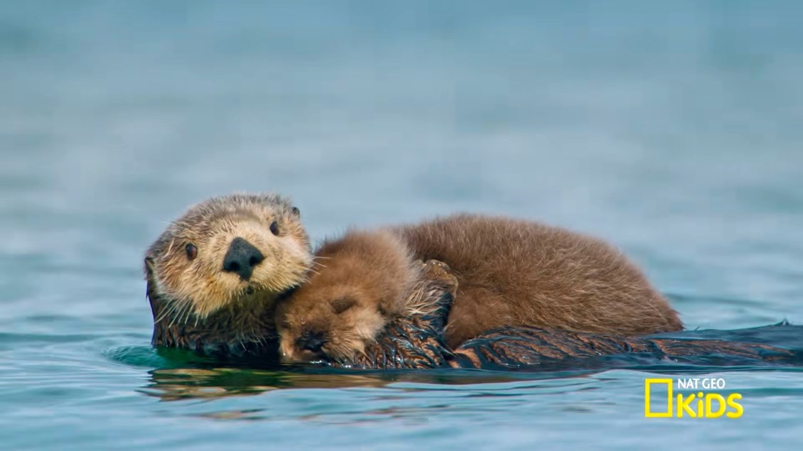 A Playful Compilation of Baby Animals in National Parks