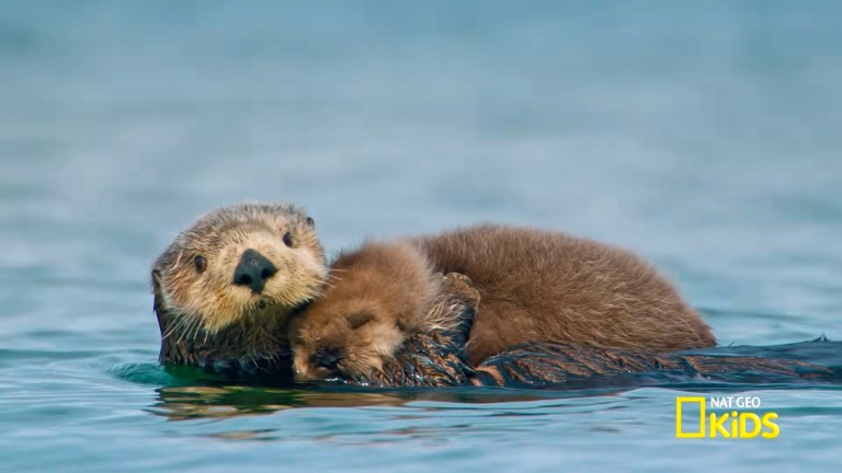 Baby Animals National Park