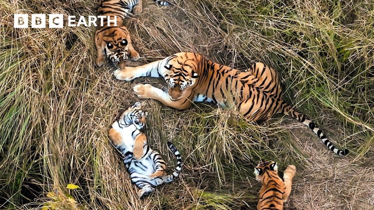Babysitting Tigers